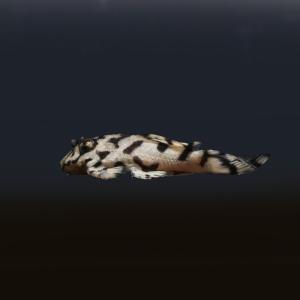 (熱帯魚)一点物 ニューメガクラウンプレコ ス...の詳細画像1