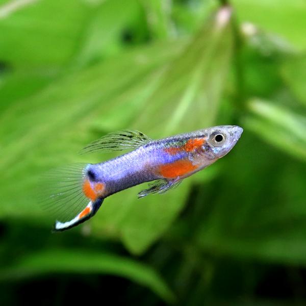 （熱帯魚）エンドラーズ・グッピー　ブルースター　オス（インドネシア産）（５匹）　北海道航空便要保温