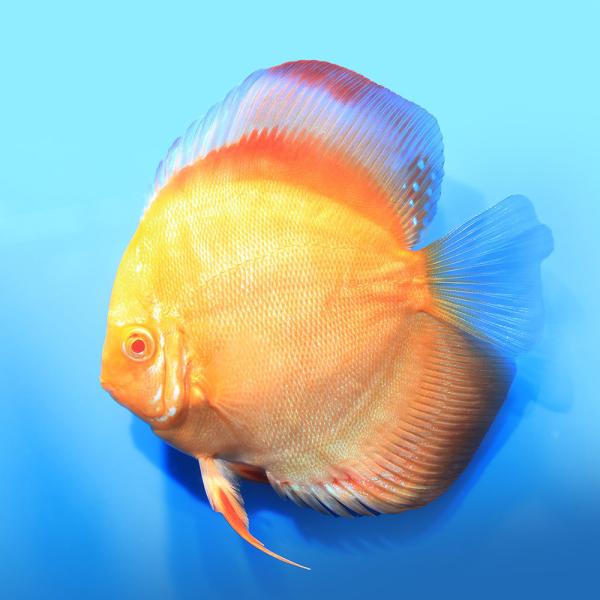 （熱帯魚）一点物　アルビノサンメラー・ディスカス（Ｌサイズ）（インドネシアブリード）（１匹）　北海道...
