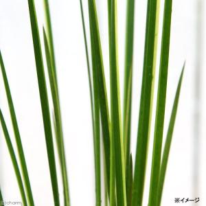 (ビオトープ)水生植物 斑入りネビキグサ(アン...の詳細画像1