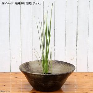 (ビオトープ)水生植物 斑入りネビキグサ(アン...の詳細画像2