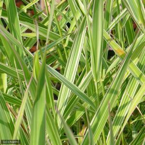 （ビオトープ）水辺植物　斑入りクサヨシ（１ポット）　湿性植物｜chanet