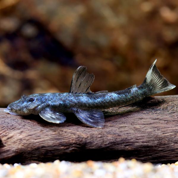 （熱帯魚）一点物　グリーンデビルジェム・プレコ（ワイルド）（１匹）　北海道・九州航空便要保温