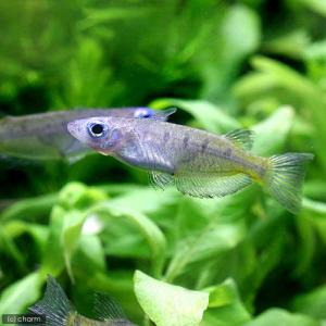 オリジアス系 ランプアイ 卵生メダカ 熱帯魚 エビ他 チャーム Charm Paypayモール店 通販 Paypayモール