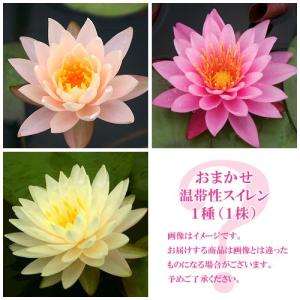 （ビオトープ）睡蓮　おまかせ温帯性品種睡蓮（スイレン）　色指定なし　１種（１ポット）（休眠状態）