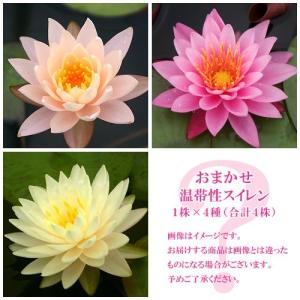（ビオトープ）睡蓮　おまかせ温帯性品種睡蓮（スイレン）　色指定なし（１株）×４種（合計４株）