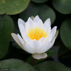 (ビオトープ)睡蓮 温帯性睡蓮(スイレン)(白...の詳細画像1