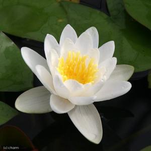 （ビオトープ）睡蓮　温帯性睡蓮（スイレン）（白）　マリアセア　アルビダ　Ｍａｒｌｉａｃｅａ　Ａｌｂｉｄａ　（１ポット）