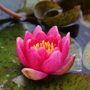 (ビオトープ)睡蓮 温帯性睡蓮(スイレン)(チ...の詳細画像1