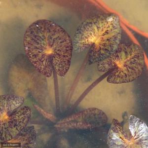 （ビオトープ）睡蓮　温帯性睡蓮（スイレン）（赤）　ロビンソニアナ　ＲｏｂｉｎＳｏｎｉａｎａ　（１ポット）（休眠状態）