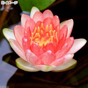 (ビオトープ)睡蓮 温帯性睡蓮(スイレン)(赤...の詳細画像1