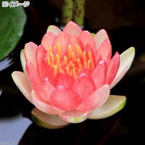 (ビオトープ)睡蓮 温帯性睡蓮(スイレン)(赤...の詳細画像2