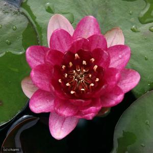 (ビオトープ)睡蓮 温帯性睡蓮(スイレン)(赤)...の商品画像