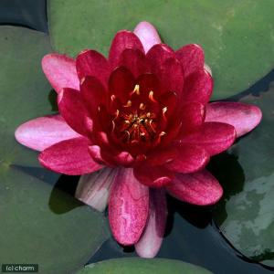 (ビオトープ)睡蓮 温帯性睡蓮(スイレン)(赤...の詳細画像2