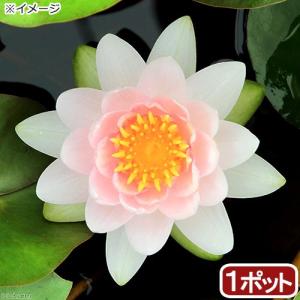 （ビオトープ）睡蓮　温帯性睡蓮（スイレン）（桃）　ピンク　オパール　Ｐｉｎｋ　Ｏｐａｌ　（１ポット）