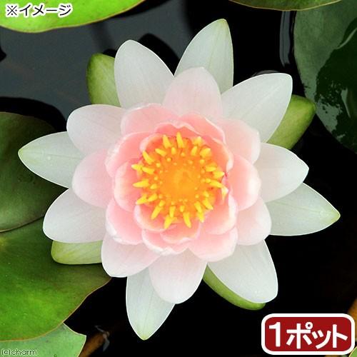 （ビオトープ）睡蓮　温帯性睡蓮（スイレン）（桃）　ピンク　オパール　Ｐｉｎｋ　Ｏｐａｌ　（１ポット）