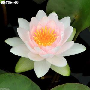 (ビオトープ)睡蓮 温帯性睡蓮(スイレン)(桃...の詳細画像1