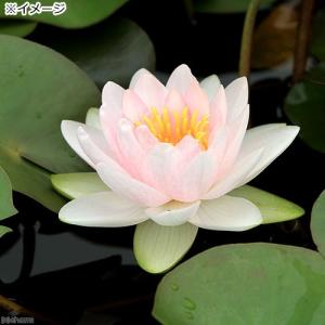 (ビオトープ)睡蓮 温帯性睡蓮(スイレン)(桃...の詳細画像2