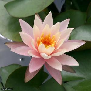 （ビオトープ）睡蓮　温帯性睡蓮（スイレン）（桃）　シンシア　アン　Ｃｙｎｔｈｉａ　Ａｎｎ　（１ポット）（休眠状態）