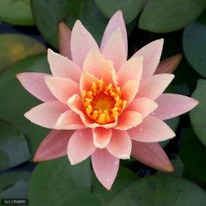 (ビオトープ)睡蓮 温帯性睡蓮(スイレン)(桃...の詳細画像1