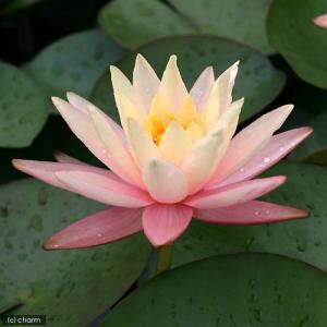 (ビオトープ)睡蓮 温帯性睡蓮(スイレン)(桃...の詳細画像2