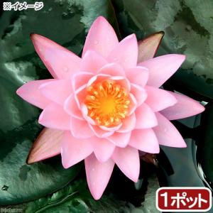 （ビオトープ）睡蓮　温帯性睡蓮（スイレン）（桃）　ピンク　サンライズ　Ｐｉｎｋ　Ｓｕｎｒｉｚｅ　（１ポット）（休眠状態）