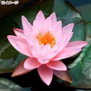 (ビオトープ)睡蓮 温帯性睡蓮(スイレン)(桃...の詳細画像1