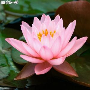 (ビオトープ)睡蓮 温帯性睡蓮(スイレン)(桃...の詳細画像2