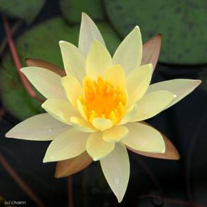 （ビオトープ）睡蓮　温帯性睡蓮（スイレン）（黄）　ベッツィー　サカタ　ＢｅｔＳｙ　Ｓａｋａｔａ　（１ポット）（休眠状態）