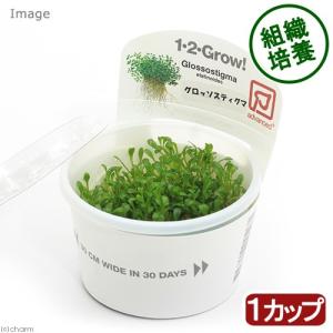 チャーム（charm） （水草）組織培養1−2−GROW！ ニューラージ