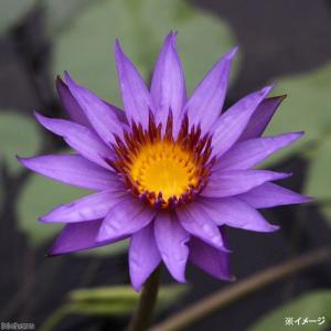 (ビオトープ)睡蓮 熱帯性睡蓮(スイレン)(紫...の詳細画像1