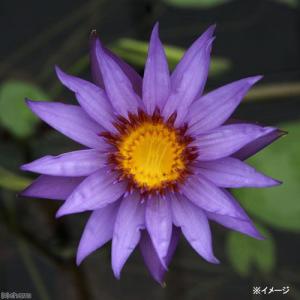 (ビオトープ)睡蓮 熱帯性睡蓮(スイレン)(紫...の詳細画像2