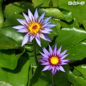 (ビオトープ)睡蓮 熱帯性睡蓮(スイレン)(紫...の詳細画像3
