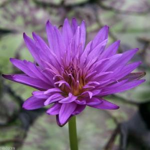 (ビオトープ)睡蓮 熱帯性睡蓮(スイレン)(青...の詳細画像1