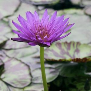 (ビオトープ)睡蓮 熱帯性睡蓮(スイレン)(青...の詳細画像2