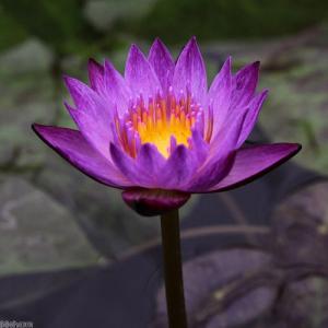 (ビオトープ)睡蓮 熱帯性睡蓮(スイレン)(紫...の詳細画像1