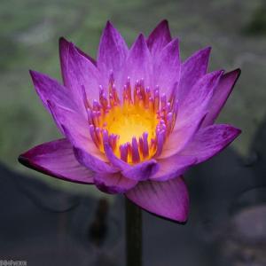 (ビオトープ)睡蓮 熱帯性睡蓮(スイレン)(紫...の詳細画像2