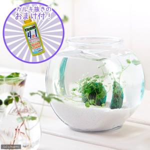 （水草）私の小さなアクアリウム　〜窓辺のノチドメボール〜　アメリカ製ドラム金魚鉢　小　本州四国限定　お一人様３点限り