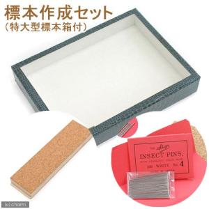 志賀昆虫　標本作成セット（特大標本箱付き）　昆虫　標本用品　標本セット｜chanet