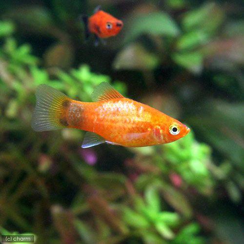 （熱帯魚）レッド・ミッキーマウスプラティ（４匹）　北海道・九州航空便要保温