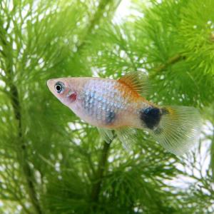 (熱帯魚)ブルー・ミッキーマウスプラティ (4...の詳細画像2