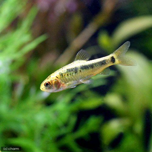 （熱帯魚）プラチナゴールデン・バルブ（５匹）　北海道・九州航空便要保温