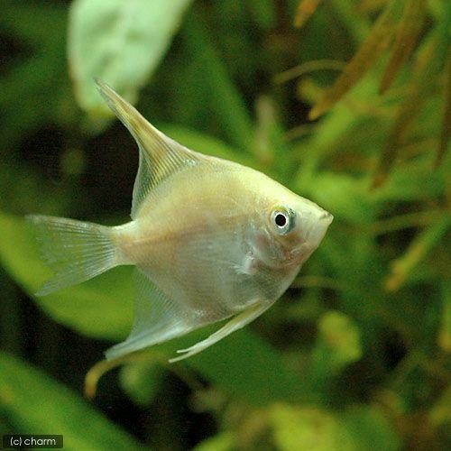 （熱帯魚）ゴールデン・エンゼルフィッシュ（国産ブリード）（３匹）　北海道・九州航空便要保温