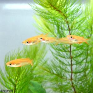 (めだか)(水草)楊貴妃メダカ初心者セット 楊...の詳細画像2