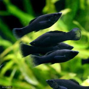 (熱帯魚)ブラック・モーリー(4匹) 北海道・...の詳細画像1