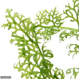 （水草）アメリカン　ウォータースプライト（水上葉）（無農薬）（６株）