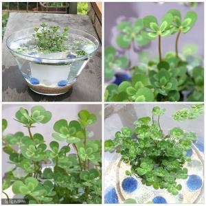 (ビオトープ)水生植物 メダカの鉢にも入れられ...の詳細画像1