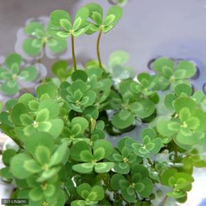 (ビオトープ)水生植物 メダカの鉢にも入れられ...の詳細画像2
