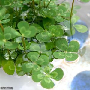 (ビオトープ)水生植物 メダカの鉢にも入れられる...の商品画像