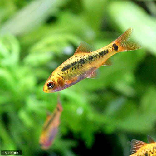 （熱帯魚）ゴールデン・バルブ（６匹）　北海道・九州航空便要保温